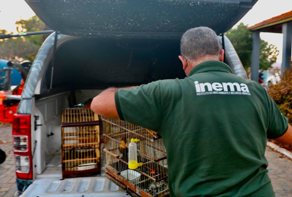 Agente do INEMA realiza resgate de aves silvestres em gaiolas, transportando os animais em uma caminhonete para reabilitação e soltura.
