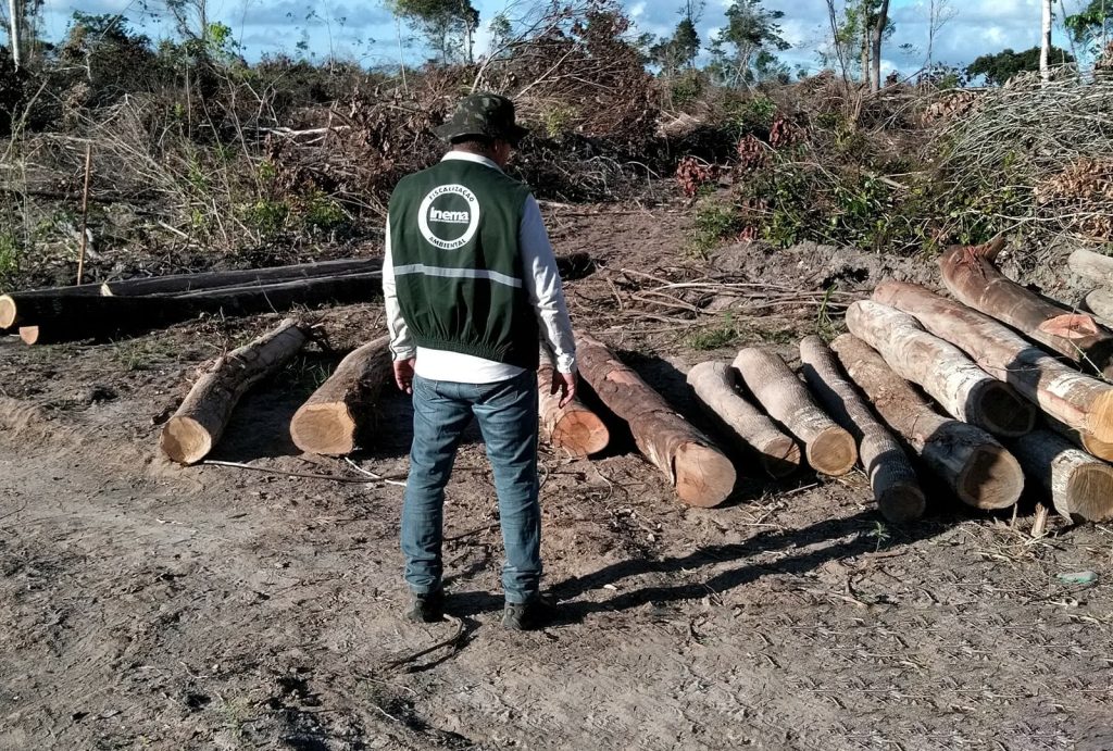Agente de fiscalização ambiental vistoria área desmatada com troncos de madeira cortados ao solo, identificando possíveis infrações ambientais.